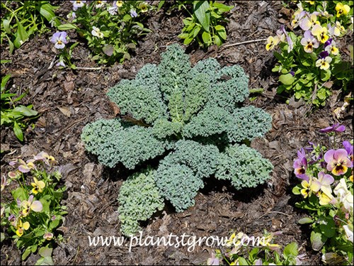 Happily growing in the coolness of the spring along with some Pansy who also like the cool weather.